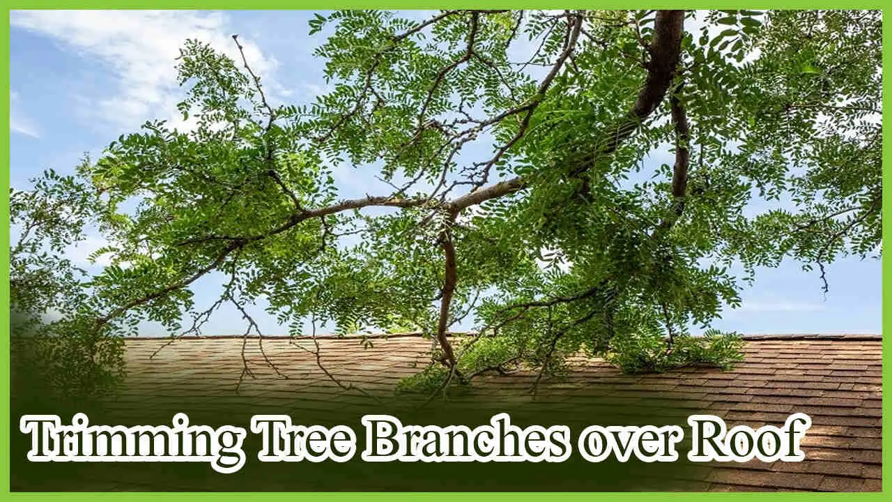 Trimming Tree Branches over Roof: Importance & Techniques