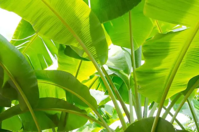 Banana Tree Pruning: Master the Art for Bountiful Harvests